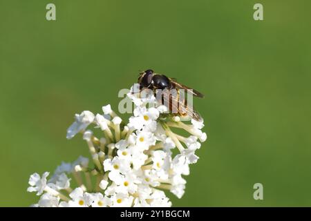 Nahaufnahme männlicher hoverfly, Gelbschnäpper, Sericomyia silentis, Familie Syrphidae. Uber weiße Blüten eines Sommerlilachs (Buddleja davidii). Stockfoto