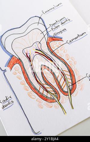 Darstellung der anatomischen Umrissdarstellung des Zahnschnitts Stockfoto