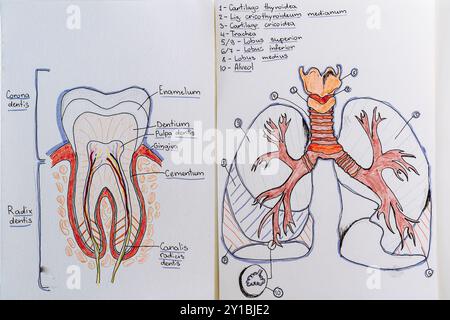 Zwei Zeichnungen zeigen die Lage der Anatomie des Zahnschnitts und der menschlichen Atemorgane Lunge Stockfoto