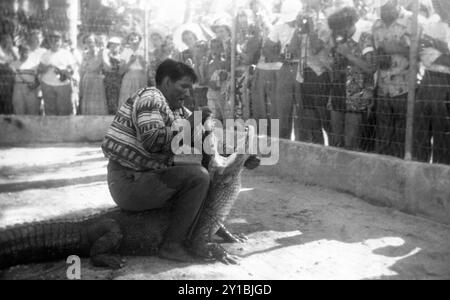 Eine Menschenmenge beobachtet, wie ein Indianer der Mikasuki Seminole in Miami, Florida, einen Alligator kämpft. (USA) Stockfoto