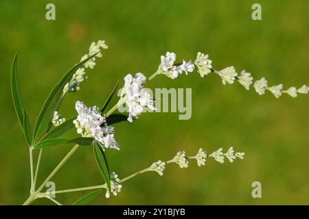 Nahaufnahme von weißen Blüten der Chasteberry, Abrahams Balsam, lila Chastetree, Mönchspfeffer (Vitex agnus castus 'Alba'). Familie Lamiaceae. Stockfoto