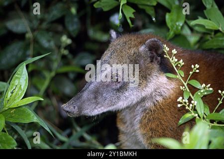 Coati, Coatimundi (Nasua nasua), Porträt, Ecuador Stockfoto