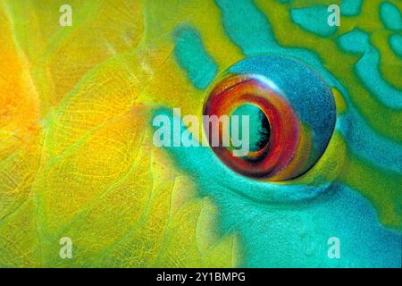 Augendetail eines rostigen Papageienfisches (Scarus ferrugineus), Marsa Alam, Ägypten, Rotes Meer, Afrika Stockfoto