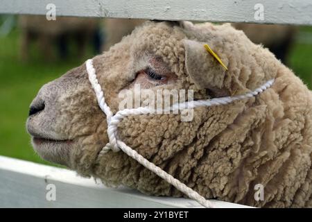 Schafe oder Hausschafe sind domestizierte Wiederkäuer, die typischerweise als Vieh gehalten werden. Stockfoto