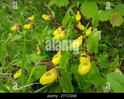 Frauenschuh Orchidee Stockfoto