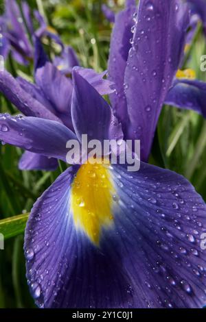Iris hollandica farbenfrohe Blumen aus nächster Nähe Stockfoto