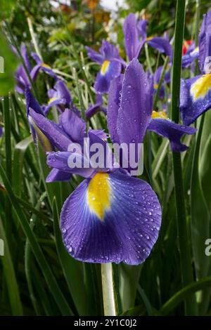 Iris hollandica farbenfrohe Blumen aus nächster Nähe Stockfoto