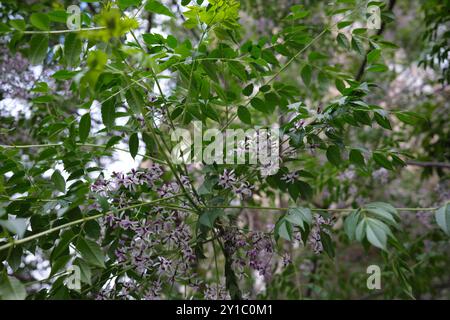 Melia Azedarachbaum in Blüte Stockfoto