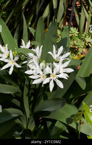 Pancratium illyricum weiße Blume aus nächster Nähe Stockfoto