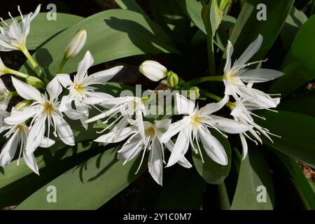 Pancratium illyricum weiße Blume aus nächster Nähe Stockfoto
