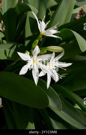 Pancratium illyricum weiße Blume aus nächster Nähe Stockfoto