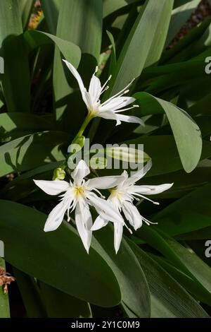 Pancratium illyricum weiße Blume aus nächster Nähe Stockfoto