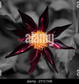 Nahaufnahme einer roten Dahlia mit gelbem Hintergrund im mittleren BW Stockfoto