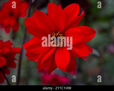 Nahaufnahme einer Roten Dahlie mit Gelb in der Mitte Stockfoto