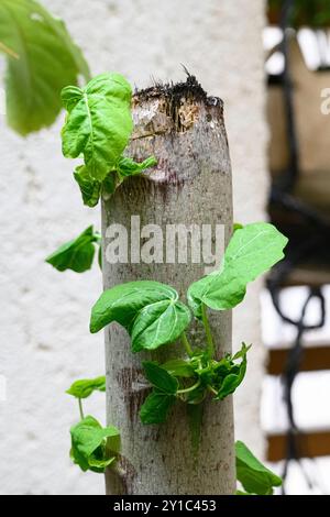 Der Stamm eines weiblichen Papaya-Baumes (Carica Papaya) wurde geschnitten, um das Wachstum von mehr fruchttragenden Zweigen zu induzieren. Nahaufnahme der Triebe, die begonnen haben, gr Stockfoto