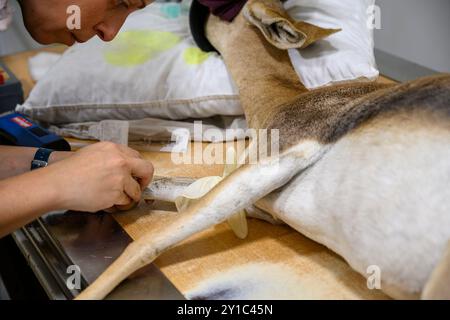 Weibliche Gazelle (Gazella gazella) mit Kopftrauma wird im israelischen Wildlife Hospital, Ramat Gan, Israel, behandelt Stockfoto