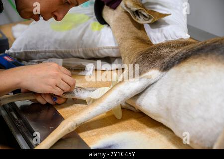 Weibliche Gazelle (Gazella gazella) mit Kopftrauma wird im israelischen Wildlife Hospital, Ramat Gan, Israel, behandelt Stockfoto
