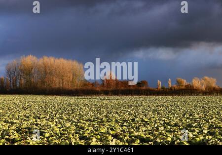 Unter einem stürmischen Winternachmittagshimmel wartet auf die Ernte eines Kohls auf einem Feld des reichen schwarzen Bodens von Martin Mere in der Nähe von Burscough Stockfoto