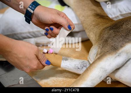 Weibliche Gazelle (Gazella gazella) mit Kopftrauma wird im israelischen Wildlife Hospital, Ramat Gan, Israel, behandelt Stockfoto