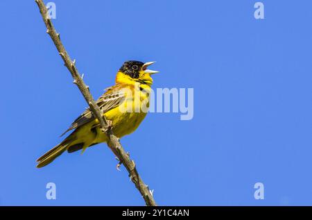 Ein männlicher Schwarzer Bunting (Emberiza melanocephala) singt in Israel im Mai auf blauem Himmel Stockfoto