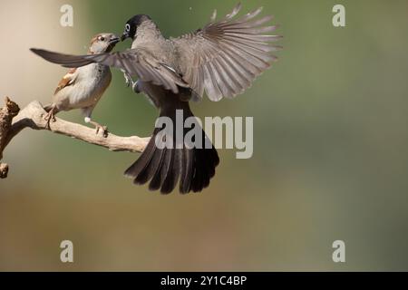 Haussperling (Passer domesticus) und Weißbrille Bulbul (Pycnonotus xanthopygos) interagieren auf einem in Israel fotografierten Zweig Stockfoto