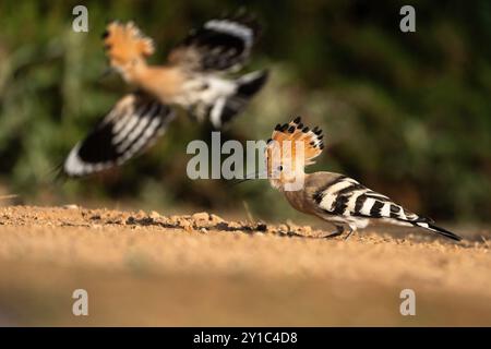 Zwei eurasische Wiedehopf (Upupa epops) auf dem Boden dieser Vogel kommt in ganz Europa, Asien, Nord- und Subsahara-Afrika und Madagaskar vor. IT migrieren Stockfoto