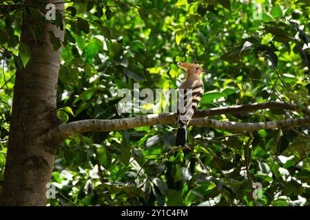 Eurasischer Wiedehopf (Upupa epops) auf einem Baumzweig dieser Vogel kommt in ganz Europa, Asien, Nord- und Subsahara-Afrika und Madagaskar vor. It Stockfoto