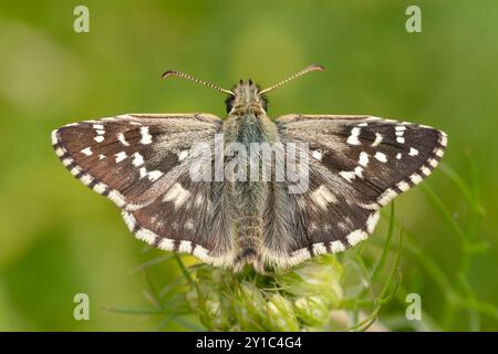 Grizzled Skipper - Pyrgus malvae, schöner kleiner farbiger Schmetterling aus europäischen Wiesen und Grasland, Zlin, Tschechische Republik. Stockfoto