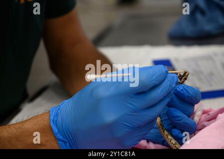 Die junge schwarze Peitschenschlange (Dolichophis jugularis) wurde in das Wildtierkrankenhaus gebracht, um ihr Leben zu retten, fotografiert bei den Israelis Stockfoto