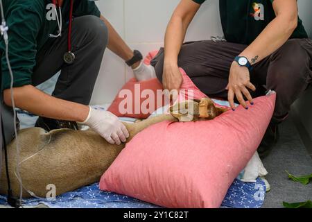Weibliche Gazelle (Gazella gazella) mit Kopftrauma wird im israelischen Wildlife Hospital, Ramat Gan, Israel, behandelt Stockfoto
