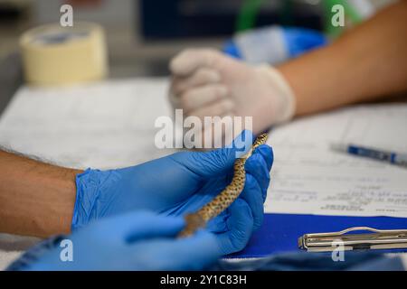 Die junge schwarze Peitschenschlange (Dolichophis jugularis) wurde in das Wildtierkrankenhaus gebracht, um ihr Leben zu retten, fotografiert bei den Israelis Stockfoto