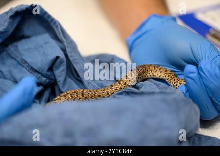 Die junge schwarze Peitschenschlange (Dolichophis jugularis) wurde in das Wildtierkrankenhaus gebracht, um ihr Leben zu retten, fotografiert bei den Israelis Stockfoto