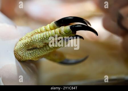 Nahaufnahme der Klauen und Klauen eines Raptors Stockfoto