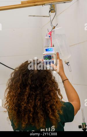 Inbal, eine tierärztliche Pflegehilfe, richtet eine Tropfkontrolle ein, die an einen intravenösen Zugang angeschlossen wird, der in das Bein einer Gazelle-Photogra eingeführt wurde Stockfoto