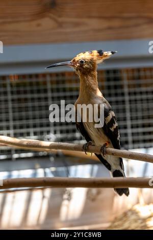 Ein eurasischer Wiedehopf (Upupa epops) in einer Rehabilitationskammer nach einer Behandlung im israelischen Wildtierkrankenhaus Stockfoto