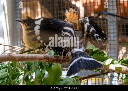 Ein eurasischer Wiedehopf (Upupa epops), der nach einer Behandlung in der Rehabilitationskammer mit einem Großfleckkuckuck (Clamator glandarius) interagiert Stockfoto