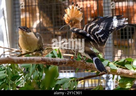 Ein eurasischer Wiedehopf (Upupa epops), der nach einer Behandlung in der Rehabilitationskammer mit einem Großfleckkuckuck (Clamator glandarius) interagiert Stockfoto