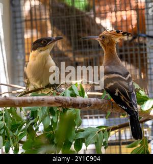 Ein eurasischer Wiedehopf (Upupa epops), der nach einer Behandlung in der Rehabilitationskammer mit einem Großfleckkuckuck (Clamator glandarius) interagiert Stockfoto