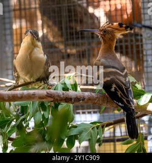 Ein eurasischer Wiedehopf (Upupa epops), der nach einer Behandlung in der Rehabilitationskammer mit einem Großfleckkuckuck (Clamator glandarius) interagiert Stockfoto