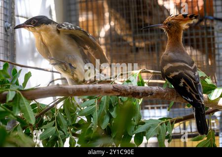 Ein eurasischer Wiedehopf (Upupa epops), der nach einer Behandlung in der Rehabilitationskammer mit einem Großfleckkuckuck (Clamator glandarius) interagiert Stockfoto