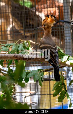 Ein eurasischer Wiedehopf (Upupa epops) in einer Rehabilitationskammer nach einer Behandlung im israelischen Wildtierkrankenhaus Stockfoto