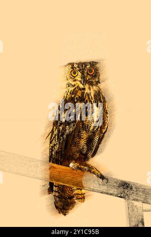 Digital verbessertes Bild eines rehabilitierten europäischen Uhus (Bubo bubo) Israel im Juli Stockfoto