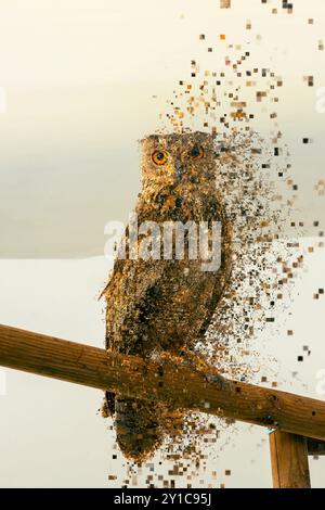 Digital verbessertes Bild eines rehabilitierten europäischen Uhus (Bubo bubo) Israel im Juli Stockfoto