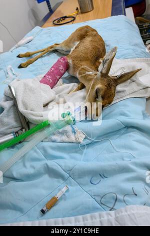 Ein Berggastelkitzel (Gazella gazella) mit gebrochenem Beinknochen wird unter Vollnarkose behandelt, fotografiert im israelischen Wildlife Hosp. Stockfoto