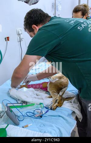 Ein Berggastelkitzel (Gazella gazella) mit gebrochenem Beinknochen wird unter Vollnarkose behandelt, fotografiert im israelischen Wildlife Hosp. Stockfoto