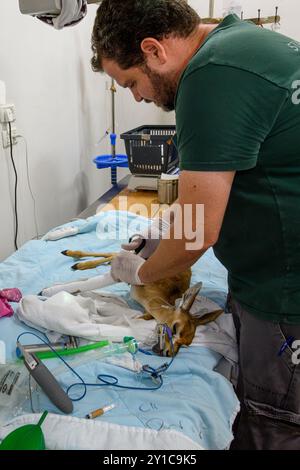 Ein Berggastelkitzel (Gazella gazella) mit gebrochenem Beinknochen wird unter Vollnarkose behandelt, fotografiert im israelischen Wildlife Hosp. Stockfoto