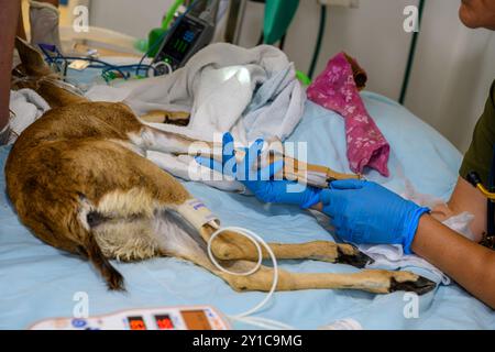 Ein Berggastelkitzel (Gazella gazella) mit gebrochenem Beinknochen wird unter Vollnarkose behandelt, fotografiert im israelischen Wildlife Hosp. Stockfoto