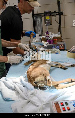 Ein Berggastelkitzel (Gazella gazella) mit gebrochenem Beinknochen wird unter Vollnarkose behandelt, fotografiert im israelischen Wildlife Hosp. Stockfoto