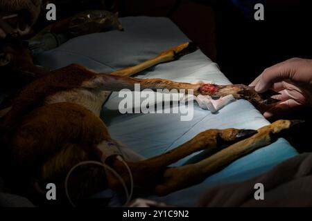 Ein Berggastelkitzel (Gazella gazella) mit gebrochenem Beinknochen wird unter Vollnarkose behandelt, fotografiert im israelischen Wildlife Hosp. Stockfoto