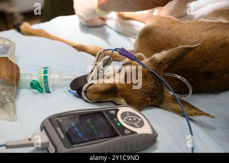 Ein Berggastelkitzel (Gazella gazella) mit gebrochenem Beinknochen wird unter Vollnarkose behandelt, fotografiert im israelischen Wildlife Hosp. Stockfoto